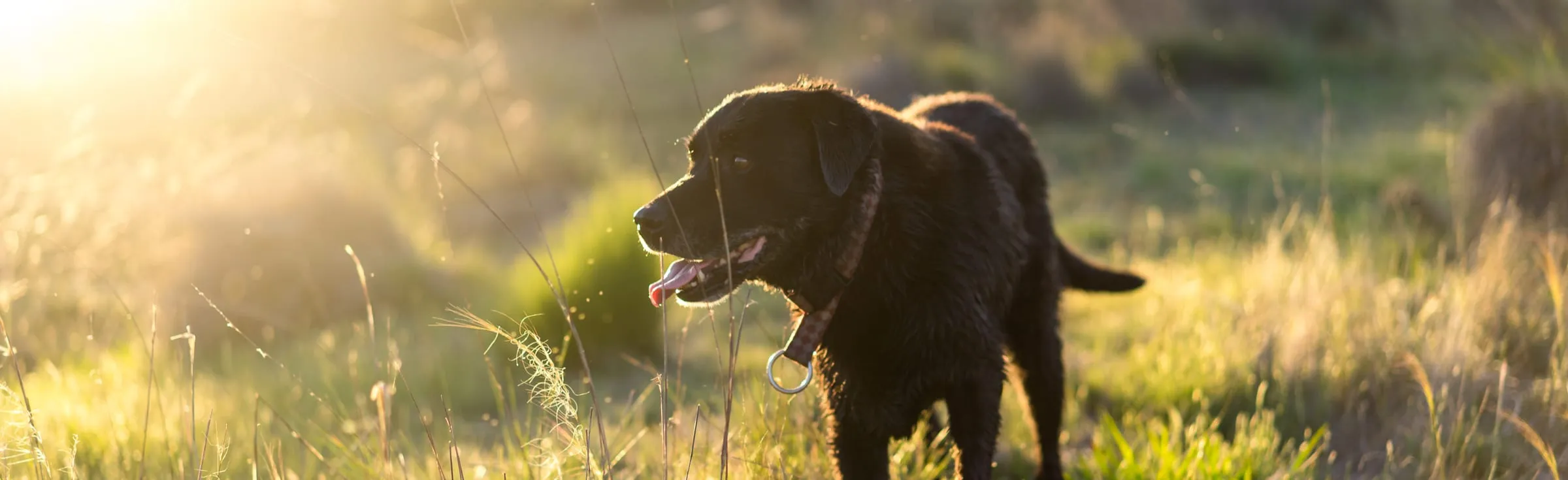 A dog resting outdoors