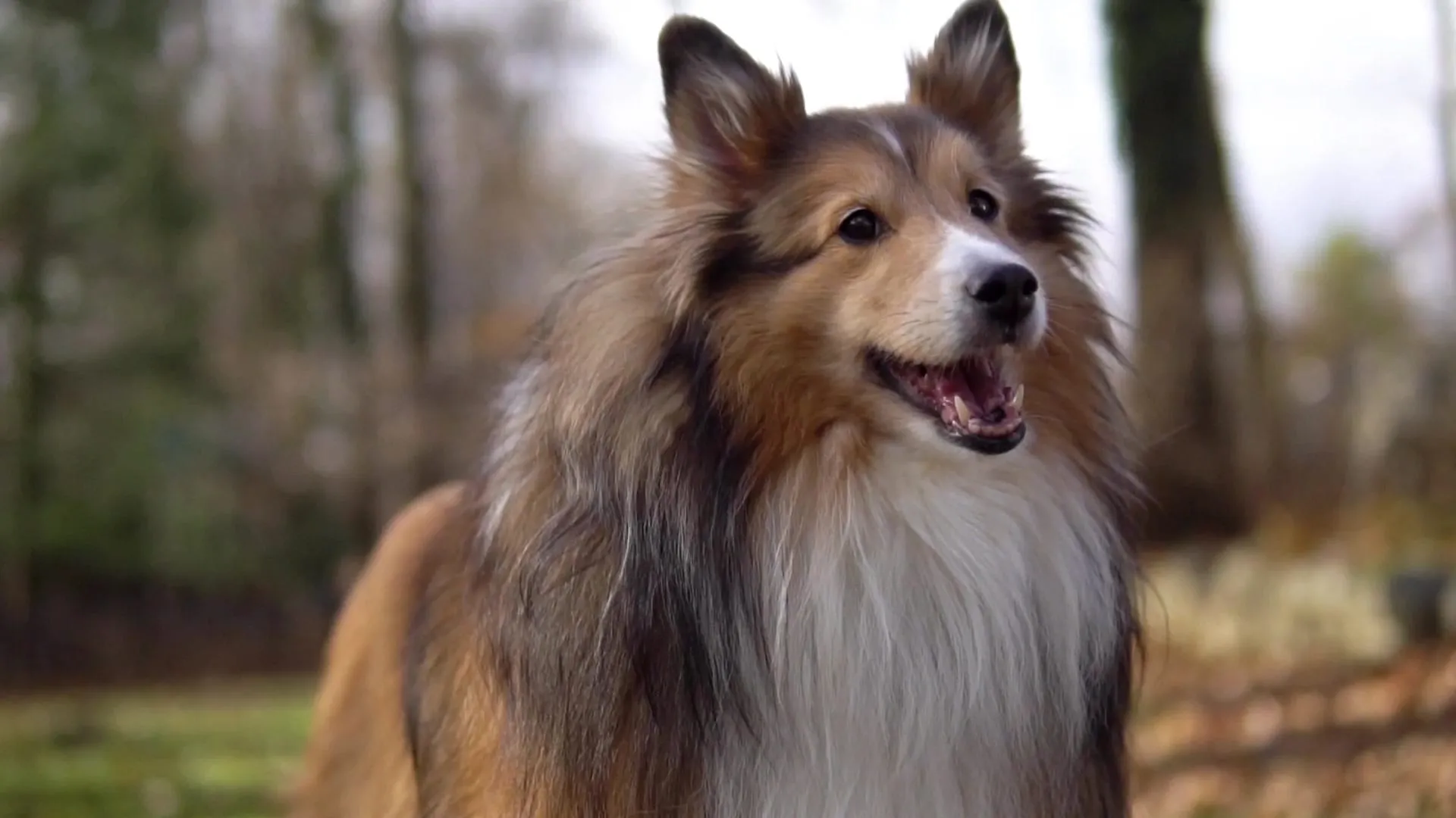 A Shetland sheepdog looking up attentively during an outdoor training session