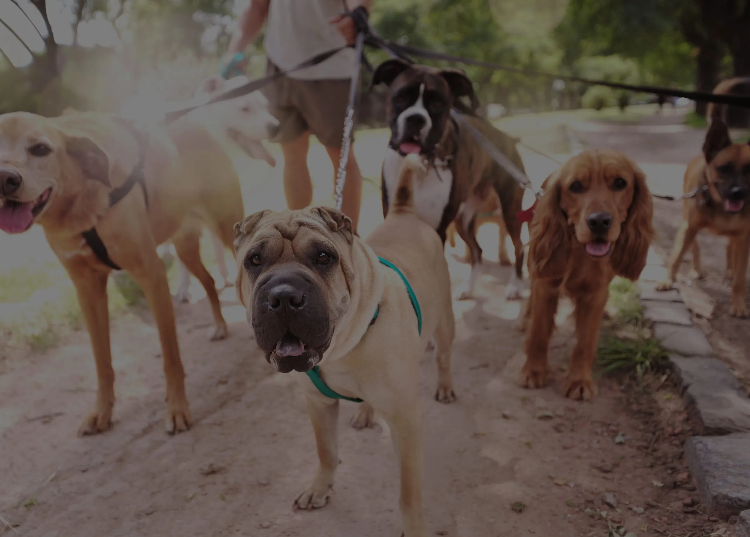 A group of dogs walking together on lead with their handler