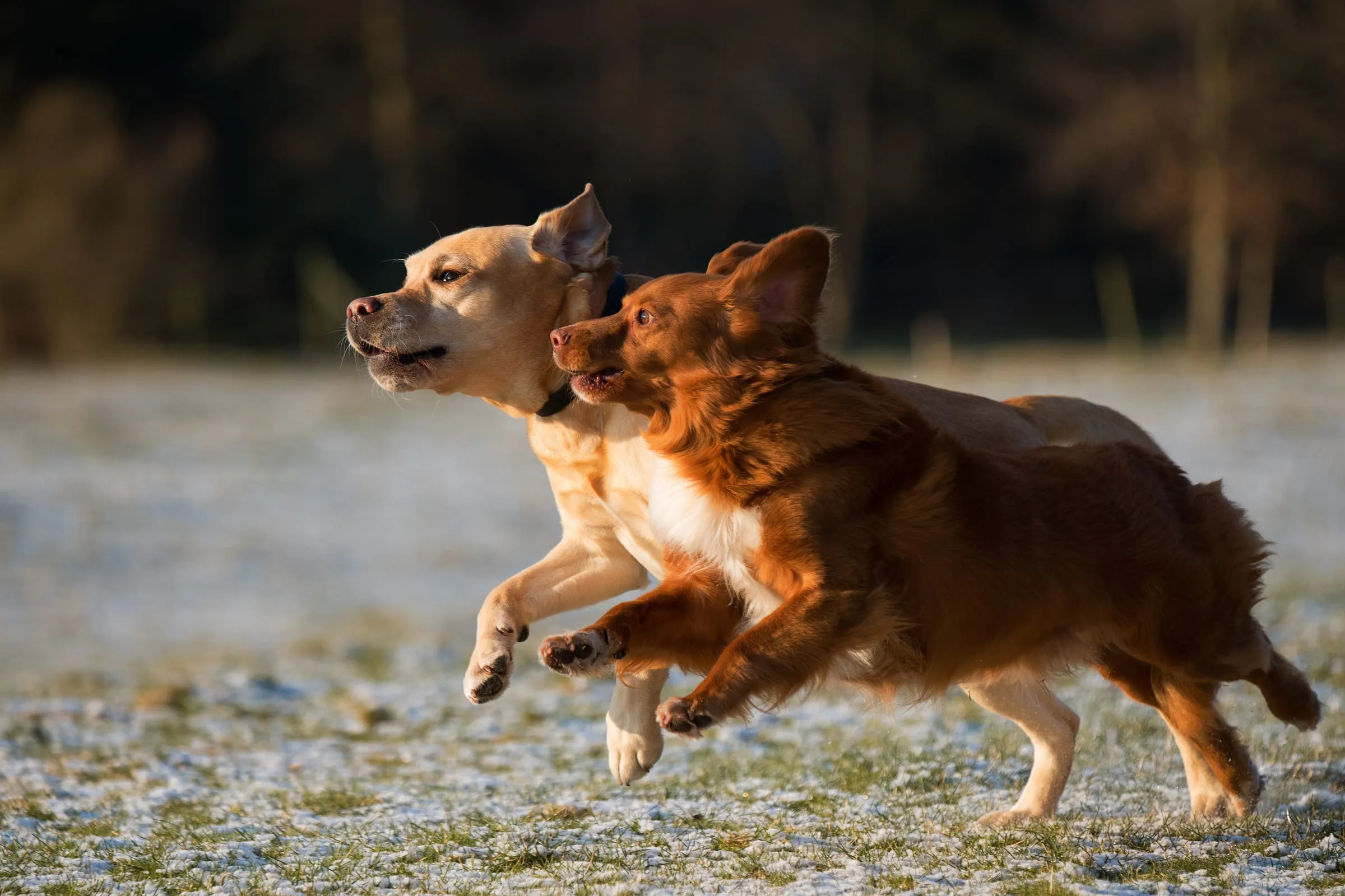 Two dogs running together across a field